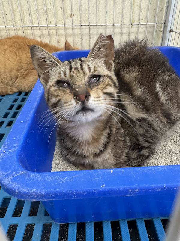 苗栗縣動物保護教育園區,編號:448291, 混種貓                 