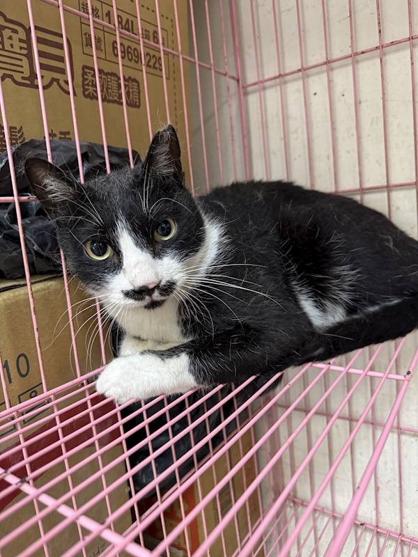 苗栗縣動物保護教育園區,編號:456278, 混種貓                 