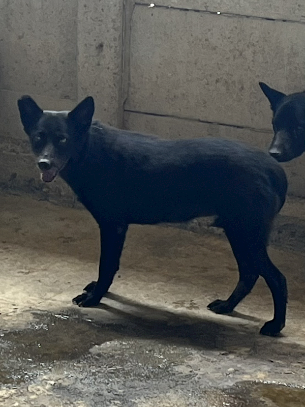 彰化縣流浪狗中途之家臨時收容所,編號:463200, 混種犬          