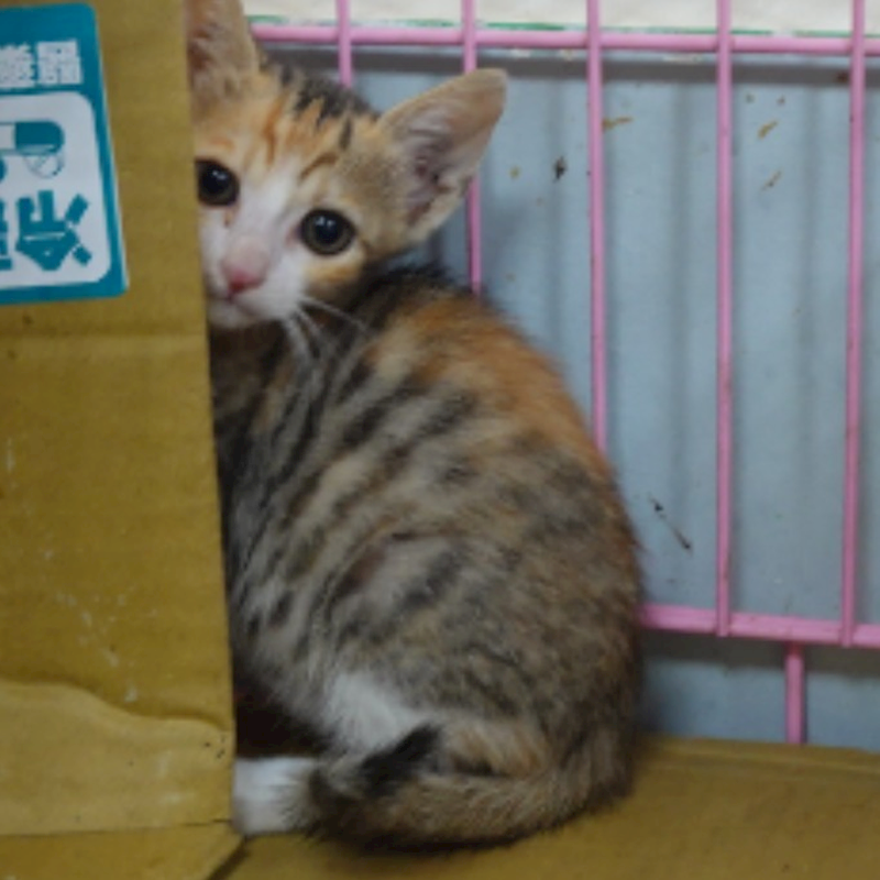 臺南市動物之家灣裡站,編號:457999, 混種貓                 