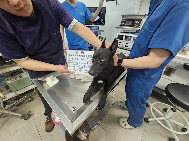 雲林縣流浪動物收容所,編號:397947, 混種犬          