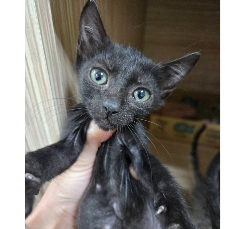 臺南市動物之家灣裡站,編號:457459, 混種貓                 