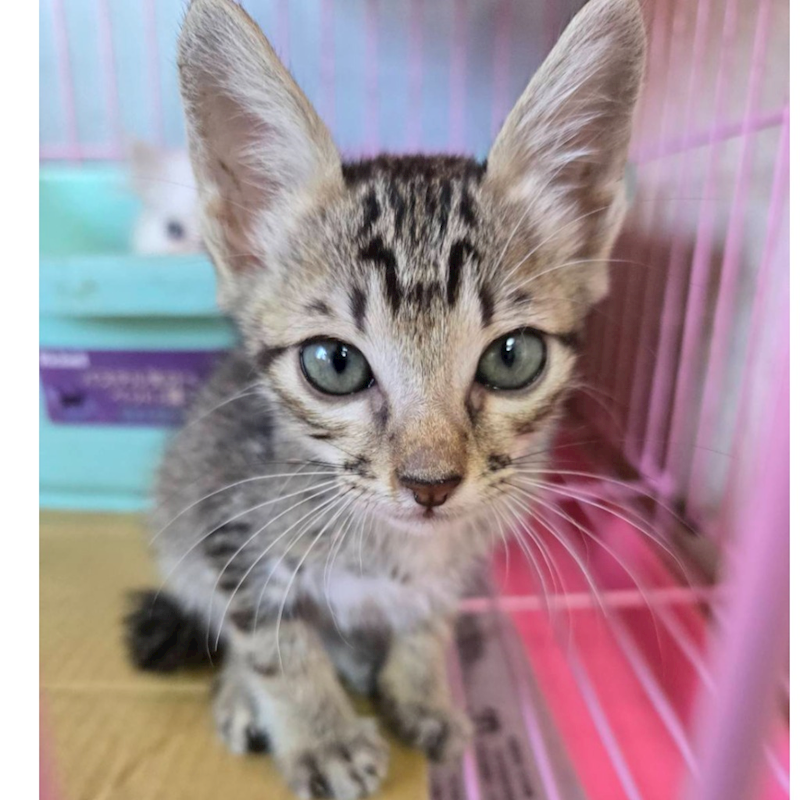 臺南市動物之家灣裡站,編號:452876, 混種貓                 
