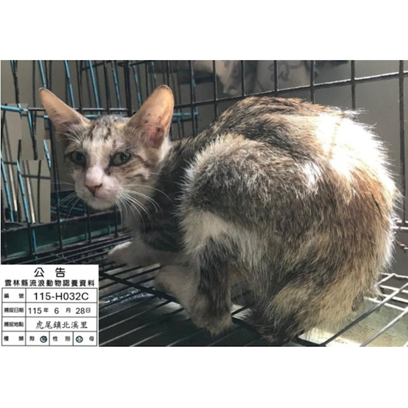 雲林縣流浪動物收容所,編號:460016, 混種貓                 