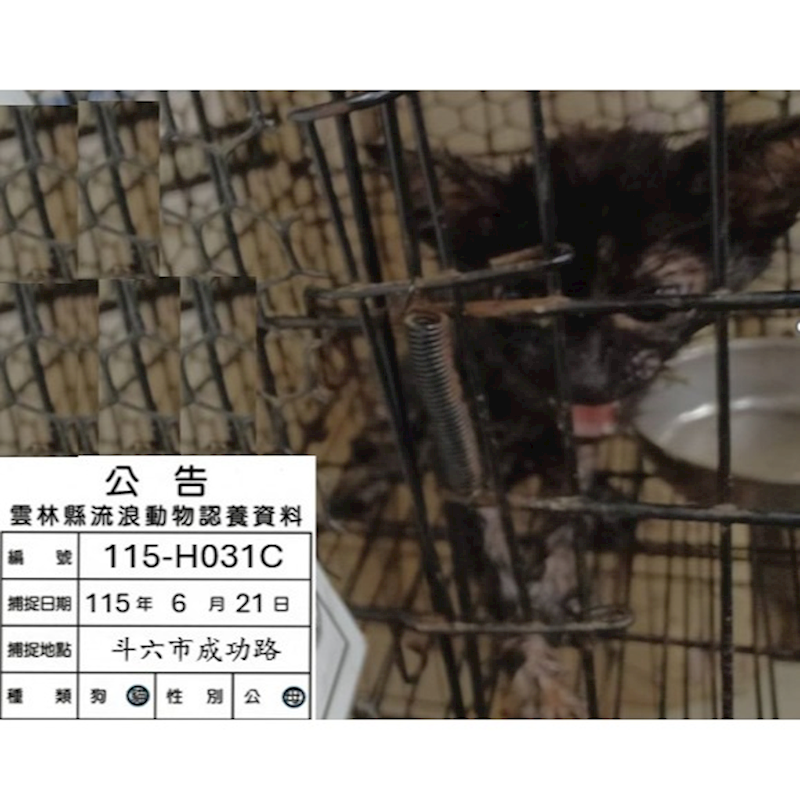 雲林縣流浪動物收容所,編號:459364, 混種貓                 