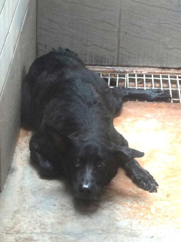 宜蘭縣流浪動物中途之家,編號:463273, 混種犬          
