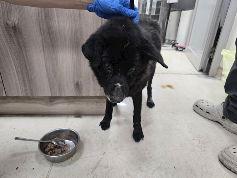 新竹市動物保護教育園區,編號:463227, 混種犬          