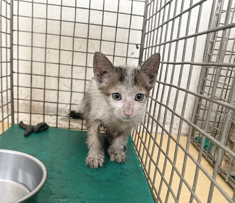 臺北市動物之家,編號:459954, 混種貓                 