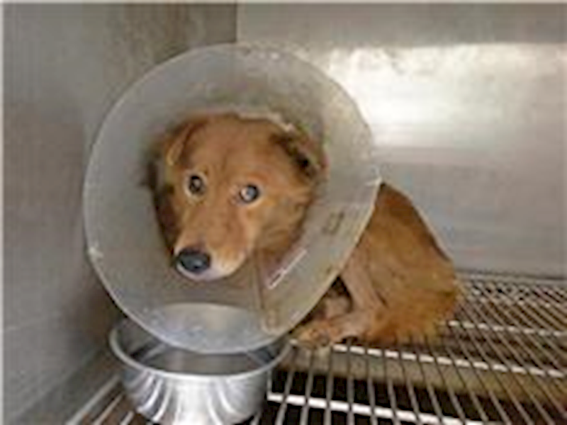 臺北市動物之家,編號:223183, 混種犬          