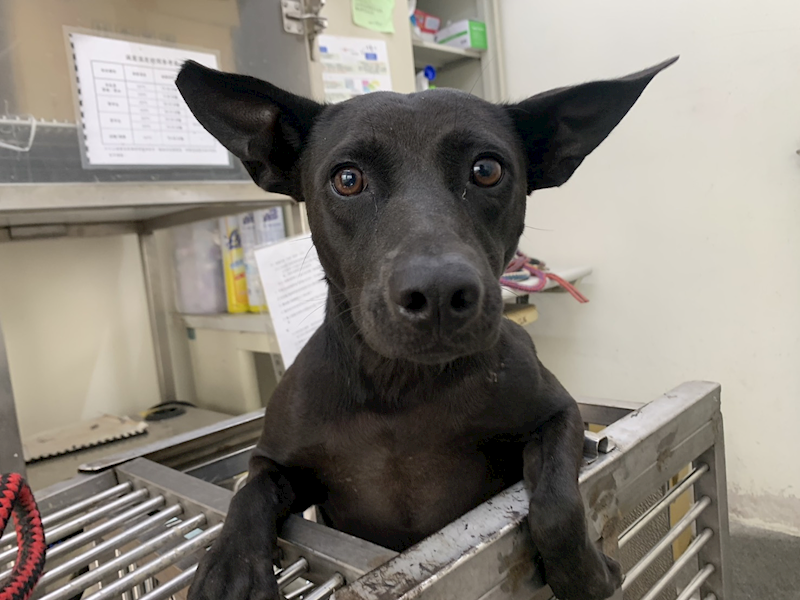 臺北市動物之家,編號:463011, 混種犬          