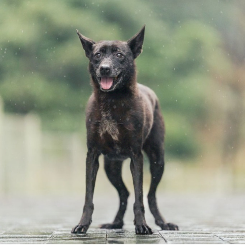 新北市瑞芳區公立動物之家,編號:48215, 混種犬          
