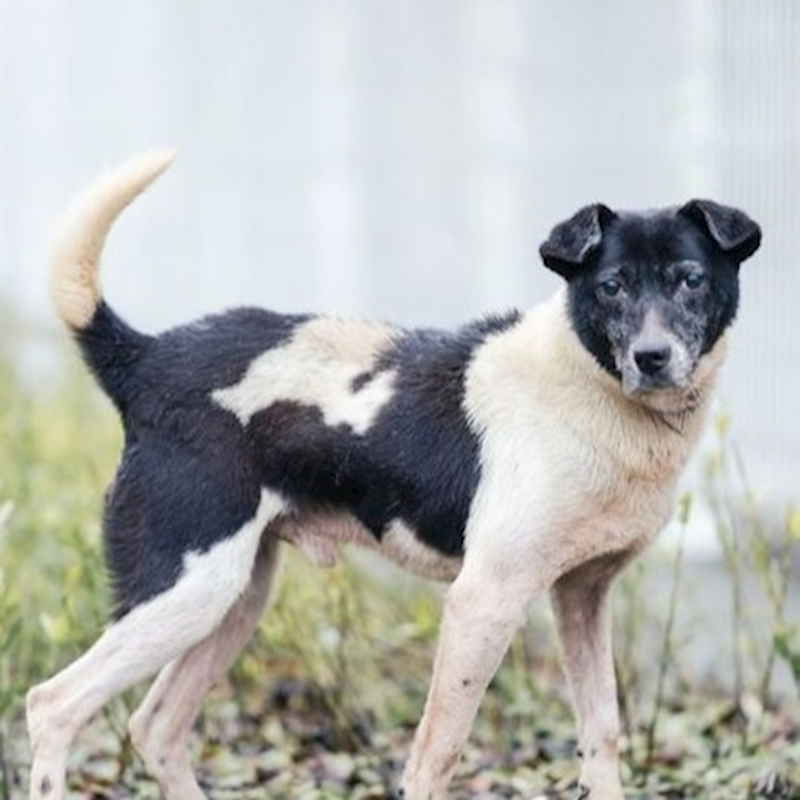 新北市瑞芳區公立動物之家,編號:254553, 混種犬          