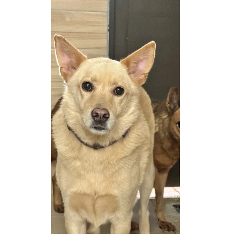 新北市瑞芳區公立動物之家,編號:48237, 混種犬          