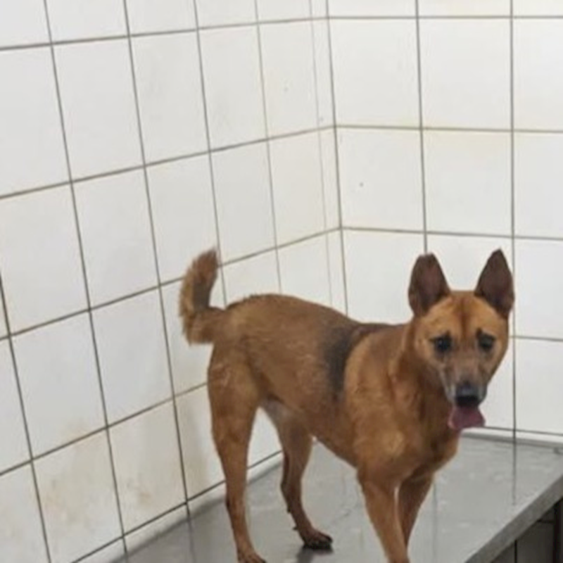 新北市瑞芳區公立動物之家,編號:48213, 混種犬          