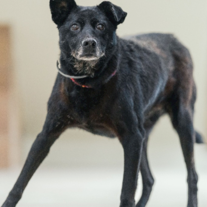 新北市瑞芳區公立動物之家,編號:204341, 混種犬          