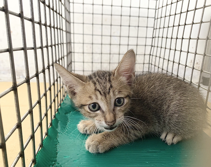 臺北市動物之家,編號:463482, 混種貓                 
