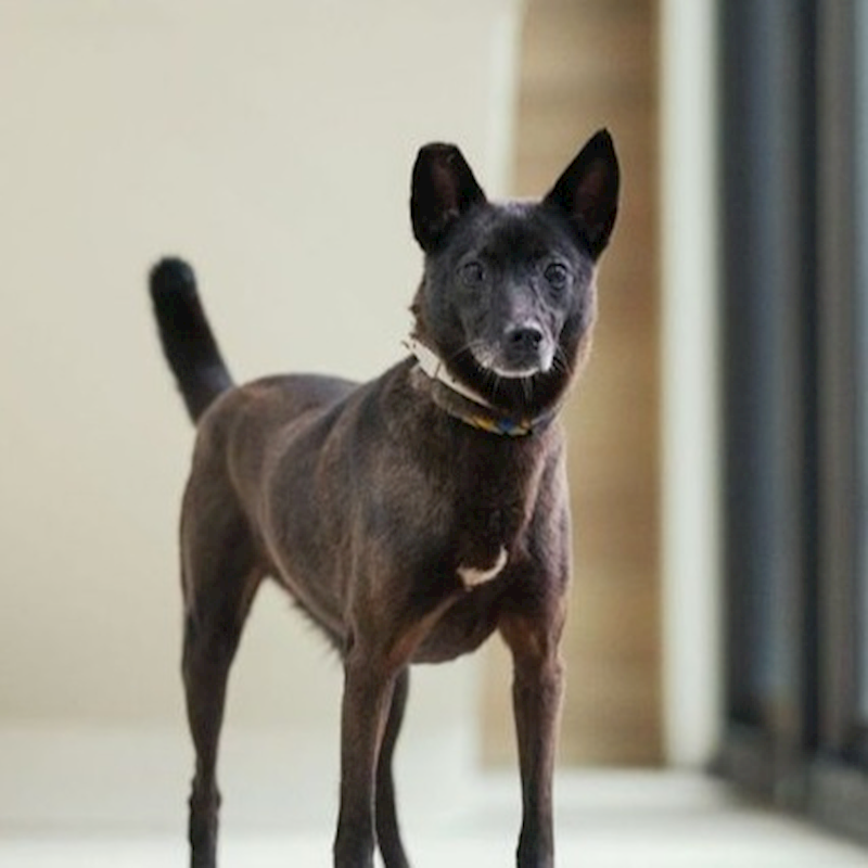 新北市瑞芳區公立動物之家,編號:457175, 混種犬          