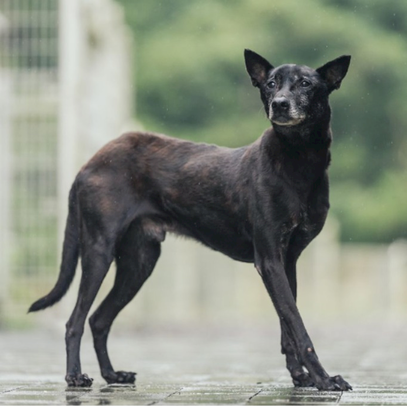 新北市瑞芳區公立動物之家,編號:35975, 混種犬          