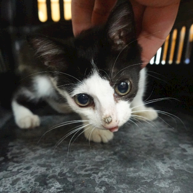 臺南市動物之家灣裡站,編號:457820, 混種貓                 