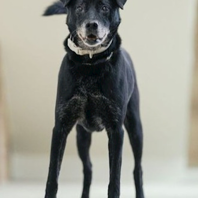 新北市瑞芳區公立動物之家,編號:36002, 混種犬          