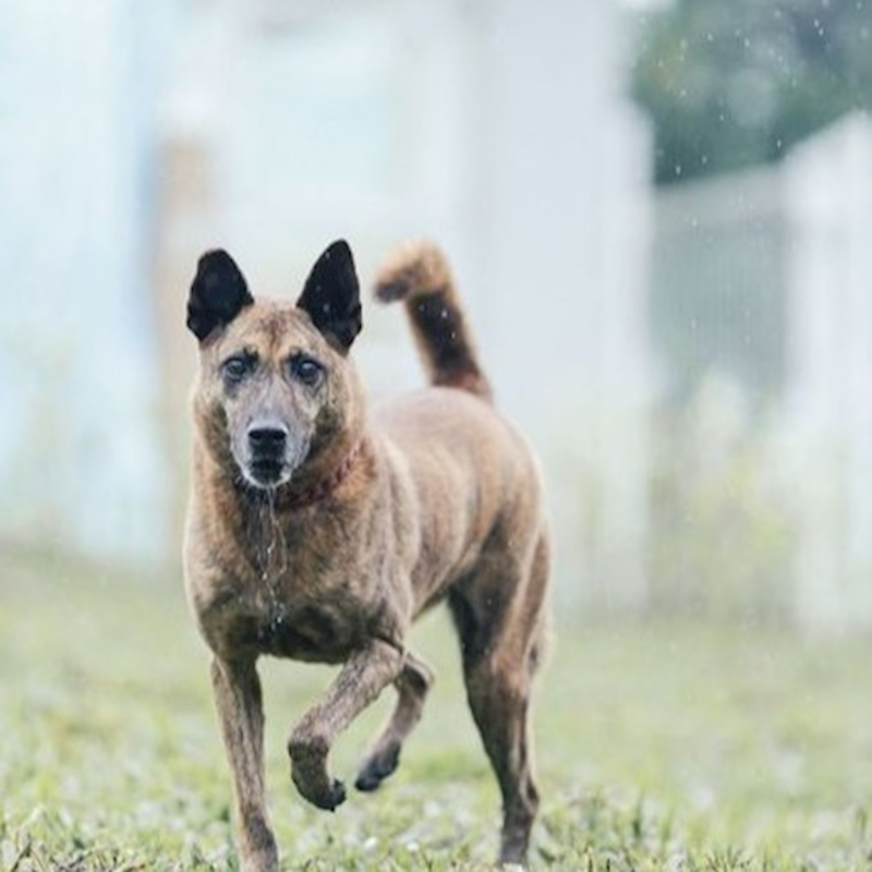 新北市瑞芳區公立動物之家,編號:204960, 混種犬          