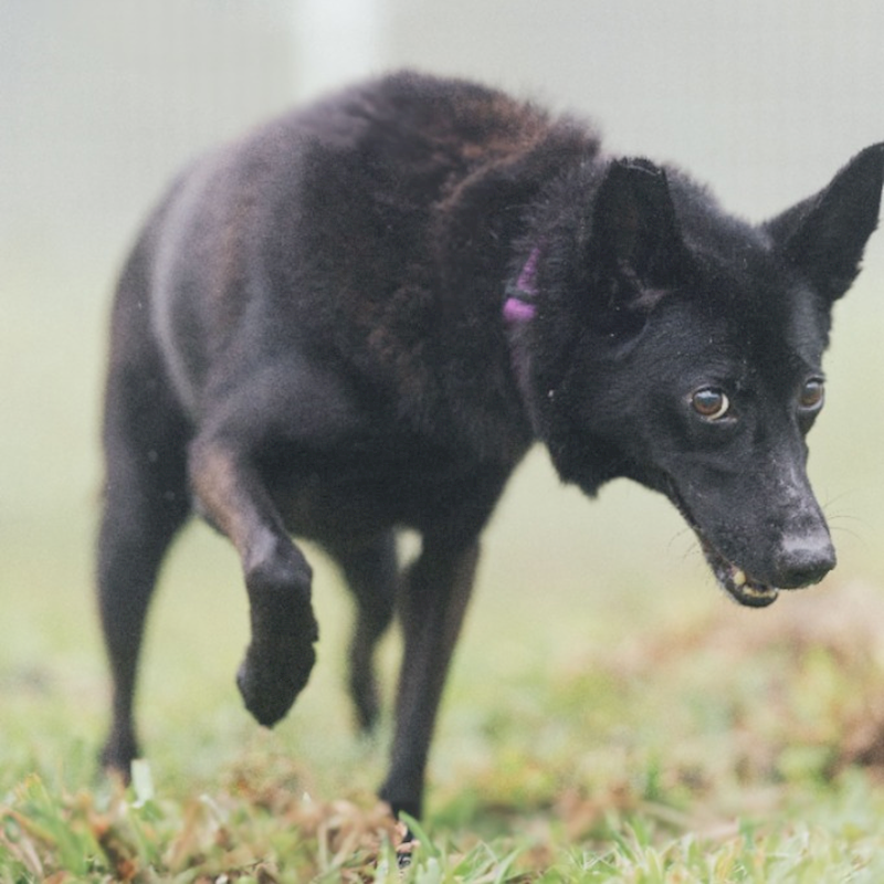 新北市瑞芳區公立動物之家,編號:323320, 混種犬          