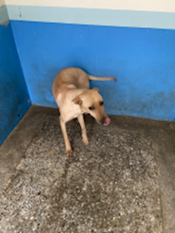苗栗縣動物保護教育園區,編號:460950, 混種犬          