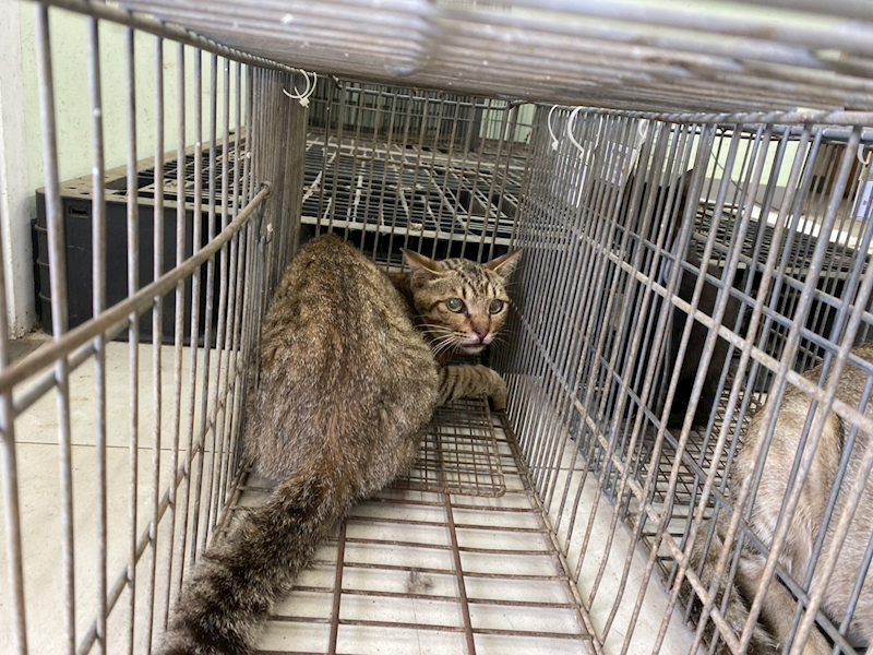 金門縣動物收容中心,編號:463410, 混種貓                 