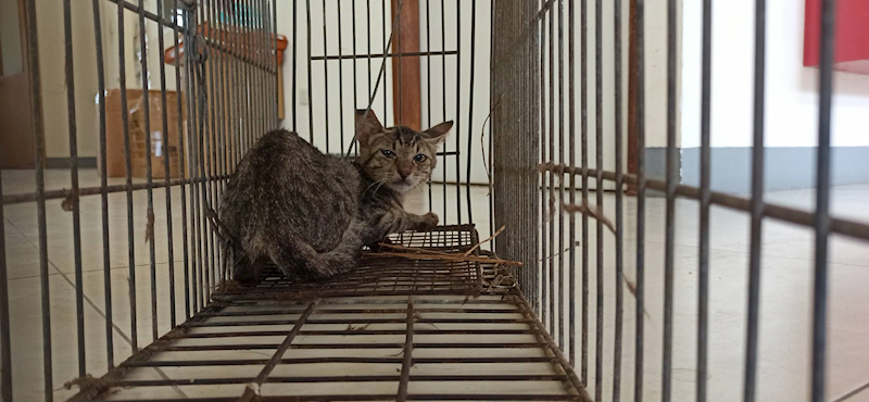 金門縣動物收容中心,編號:463369, 混種貓                 
