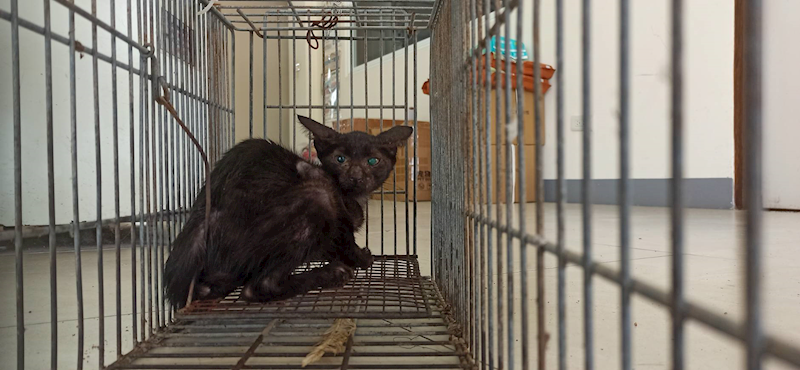 金門縣動物收容中心,編號:463368, 混種貓                 