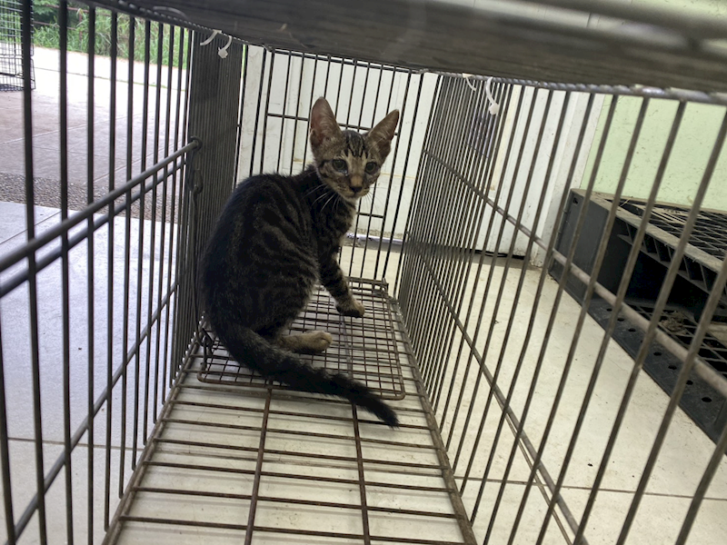金門縣動物收容中心,編號:463367, 混種貓                 