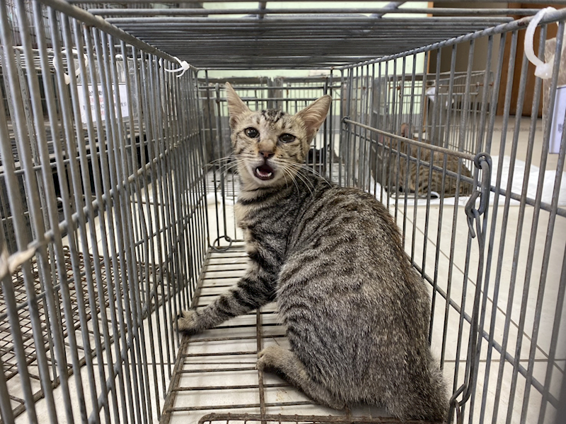 金門縣動物收容中心,編號:463366, 混種貓                 
