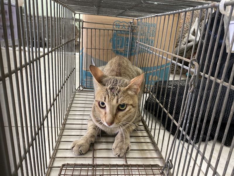 金門縣動物收容中心,編號:463365, 混種貓                 