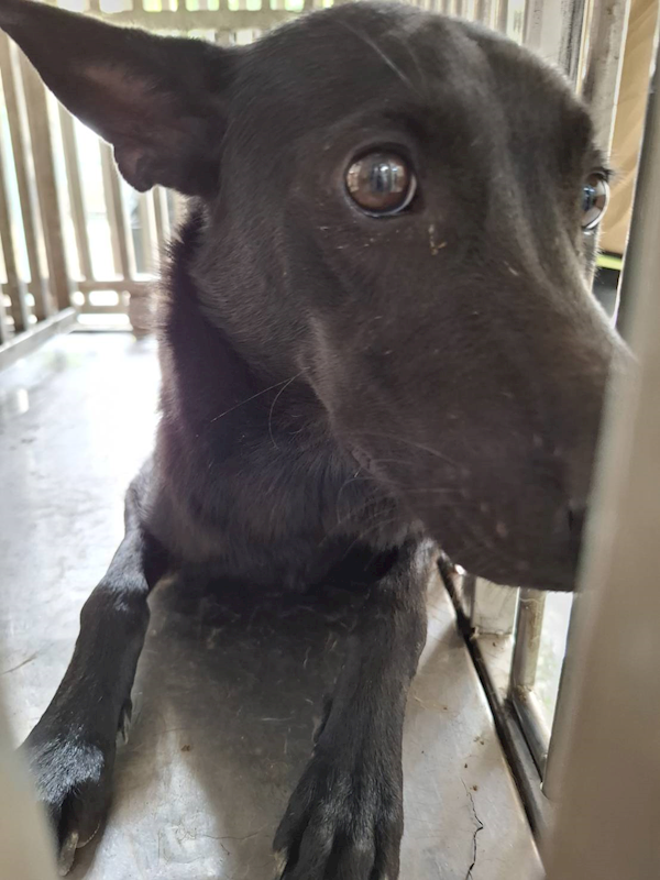 臺南市動物之家善化站,編號:463377, 混種犬          