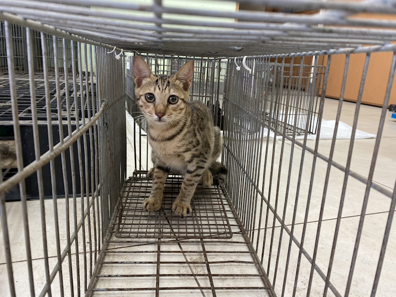 金門縣動物收容中心,編號:463364, 混種貓                 