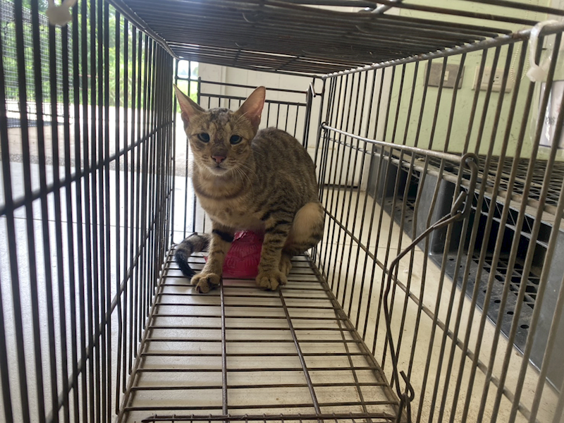 金門縣動物收容中心,編號:463363, 混種貓                 