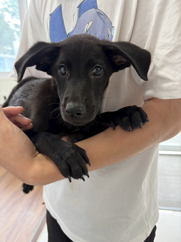 嘉義市動物保護教育園區,編號:463468, 混種犬          