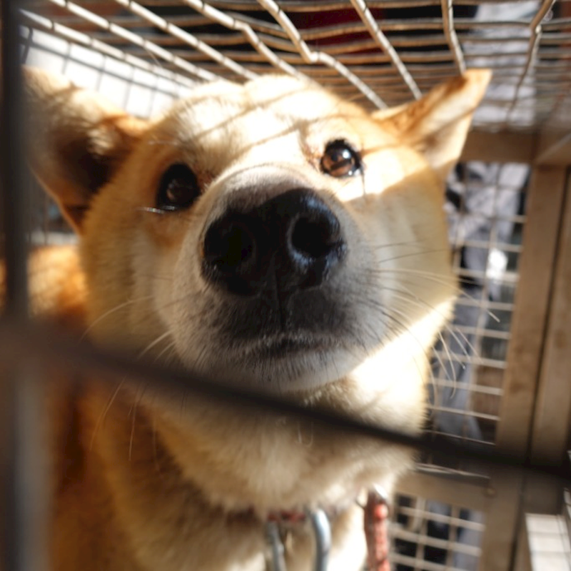 臺南市動物之家灣裡站,編號:455917, 柴犬                  