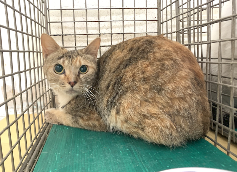 臺北市動物之家,編號:450243, 混種貓                 
