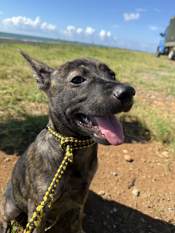 新北市淡水區公立動物之家,編號:462947, 混種犬          