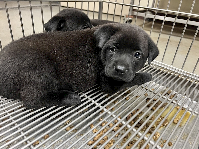 桃園市動物保護教育園區,編號:354544, 混種犬          