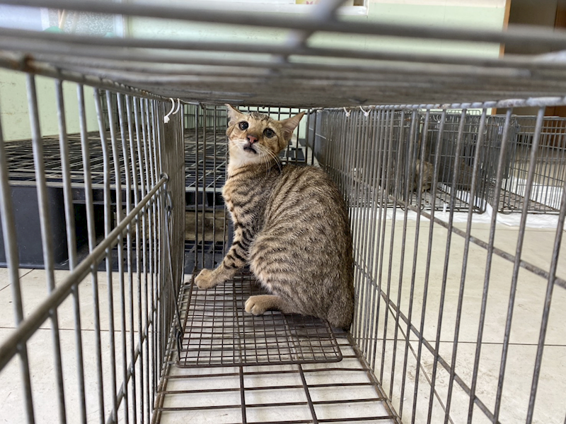 金門縣動物收容中心,編號:463411, 混種貓                 