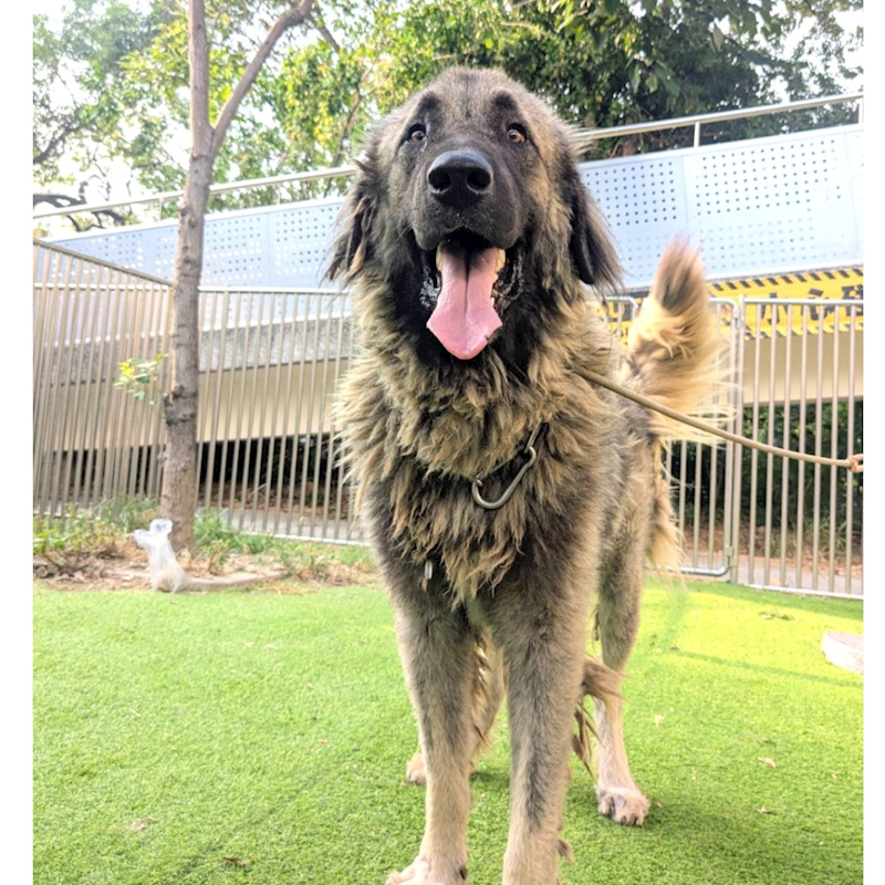 新竹縣動物保護教育園區,編號:462310, 高加索犬