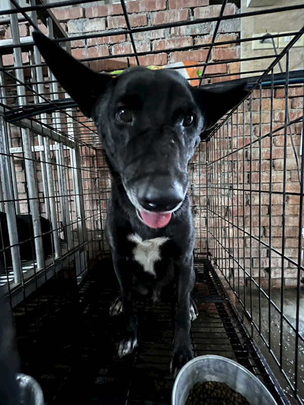 彰化縣流浪狗中途之家臨時收容所,編號:462304, 混種犬          
