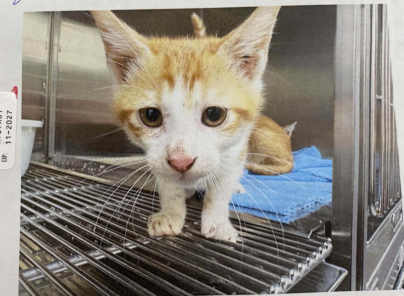 桃園市動物保護教育園區,編號:463632, 混種貓                 