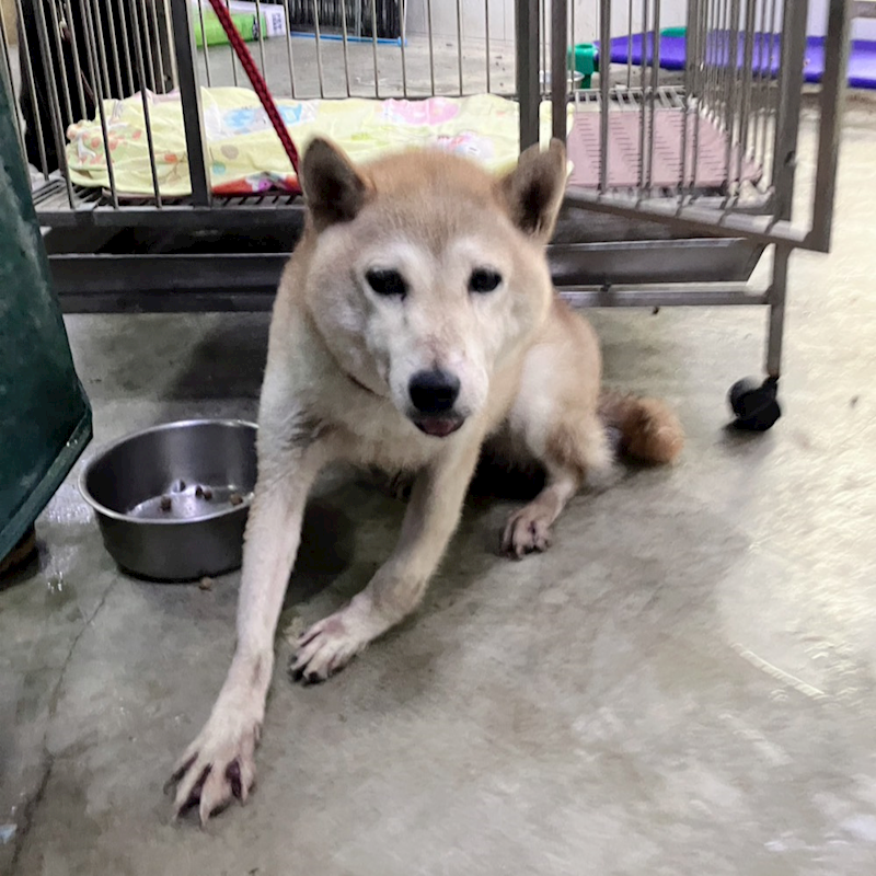 新北市新店區公立動物之家,編號:458198, 柴犬                  