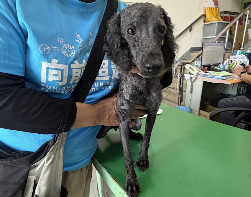 高雄市壽山動物保護教育園區,編號:463599, 貴賓犬        
