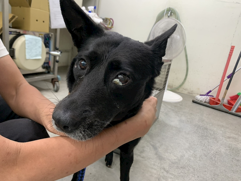 臺北市動物之家,編號:458772, 混種犬          