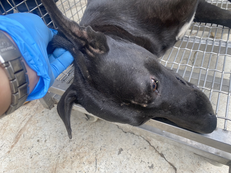 臺南市動物之家善化站,編號:463587, 混種犬          