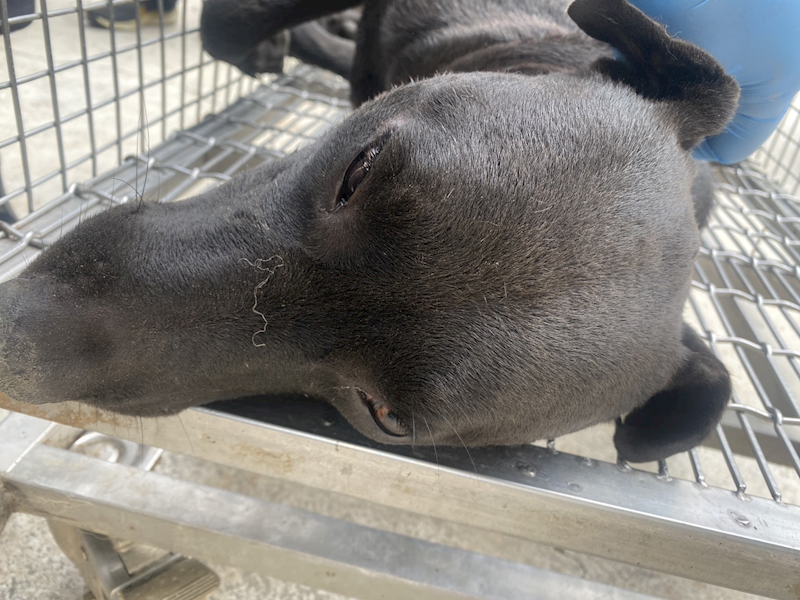 臺南市動物之家善化站,編號:463586, 混種犬          